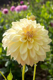 Everbloom Lemon Butter