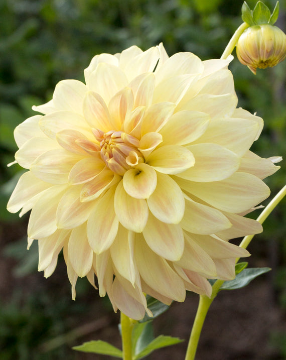 Everbloom Lemon Butter