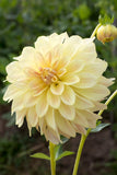 Everbloom Lemon Butter