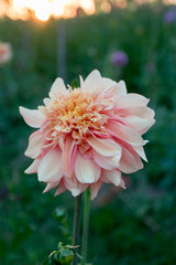 Everbloom Lioness - LIMIT 1 PER CUSTOMER