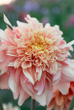 Everbloom Lioness - LIMIT 1 PER CUSTOMER
