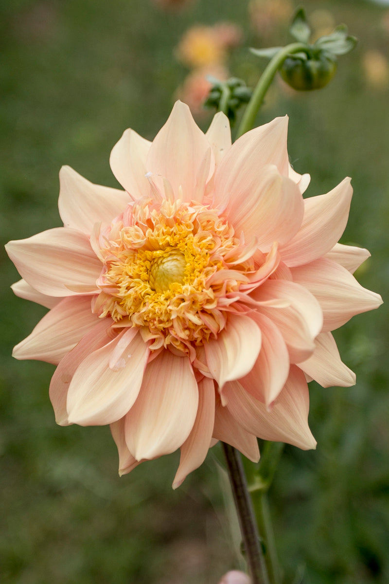 Everbloom Lioness - LIMIT 1 PER CUSTOMER