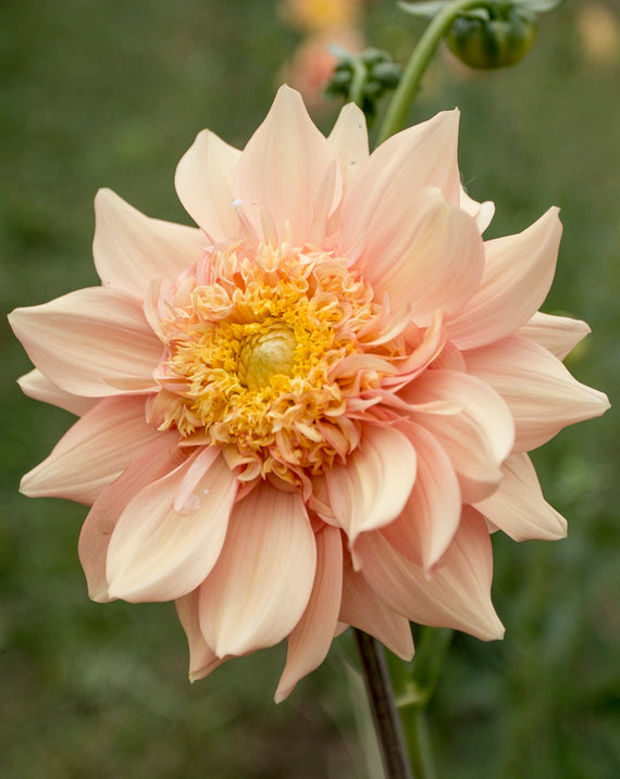 Everbloom Lioness - LIMIT 1 PER CUSTOMER