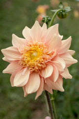Everbloom Lioness - LIMIT 1 PER CUSTOMER