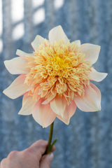 Everbloom Lioness - LIMIT 1 PER CUSTOMER