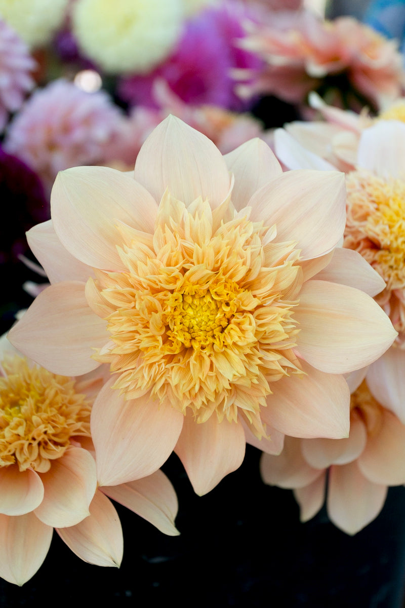 Everbloom Lioness - LIMIT 1 PER CUSTOMER