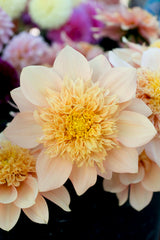 Everbloom Lioness - LIMIT 1 PER CUSTOMER