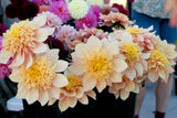 Everbloom Lioness - LIMIT 1 PER CUSTOMER