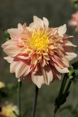 Everbloom Lioness - LIMIT 1 PER CUSTOMER