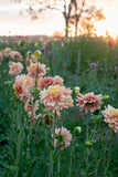 Everbloom Lioness - LIMIT 1 PER CUSTOMER