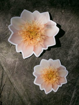 Dahlia Sticker Large - Everbloom Lioness - Matte waterproof vinyl