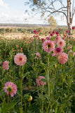 Everbloom Lullaby