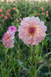 Everbloom Lullaby