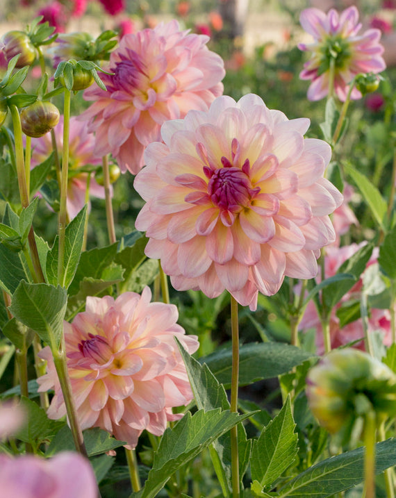 Everbloom Lullaby