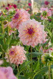 Everbloom Lullaby