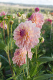 Everbloom Lullaby