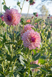 Everbloom Lullaby