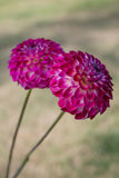 Everbloom Magenta Lace