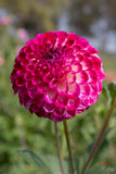 Everbloom Magenta Lace