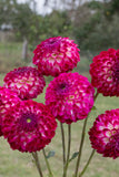 Everbloom Magenta Lace