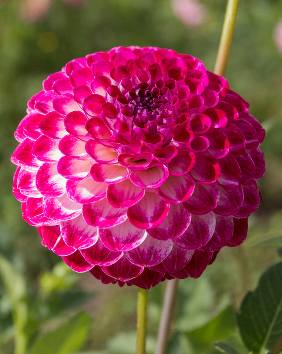 Everbloom Magenta Lace - LIMIT 1 PER CUSTOMER