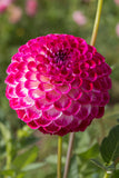 Everbloom Magenta Lace