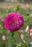 Everbloom Magenta Lace