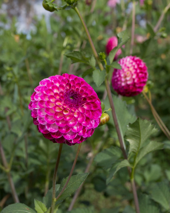 Everbloom Magenta Lace - LIMIT 1 PER CUSTOMER