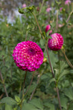 Everbloom Magenta Lace