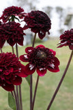 Everbloom Magick - LIMIT 1 PER CUSTOMER
