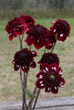 Everbloom Magick - LIMIT 1 PER CUSTOMER