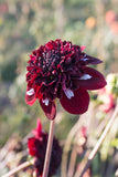 Everbloom Magick - LIMIT 1 PER CUSTOMER
