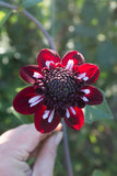 Everbloom Magick - LIMIT 1 PER CUSTOMER