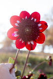 Everbloom Magick - LIMIT 1 PER CUSTOMER