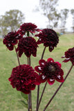 Everbloom Magick - LIMIT 1 PER CUSTOMER