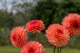 Everbloom Mirabelle