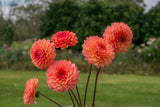 Everbloom Mirabelle