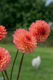 Everbloom Mirabelle