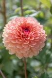 Everbloom Mirabelle