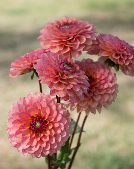 Everbloom Mirabelle