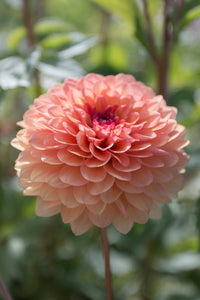 Everbloom Mirabelle