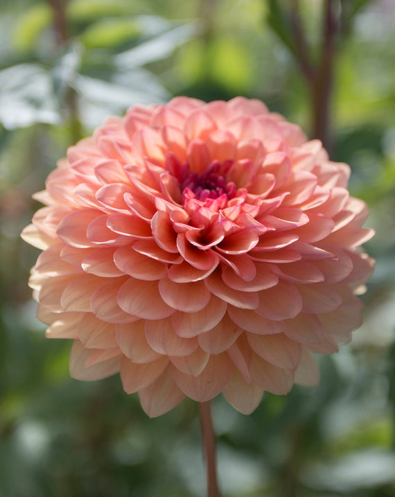 Everbloom Mirabelle