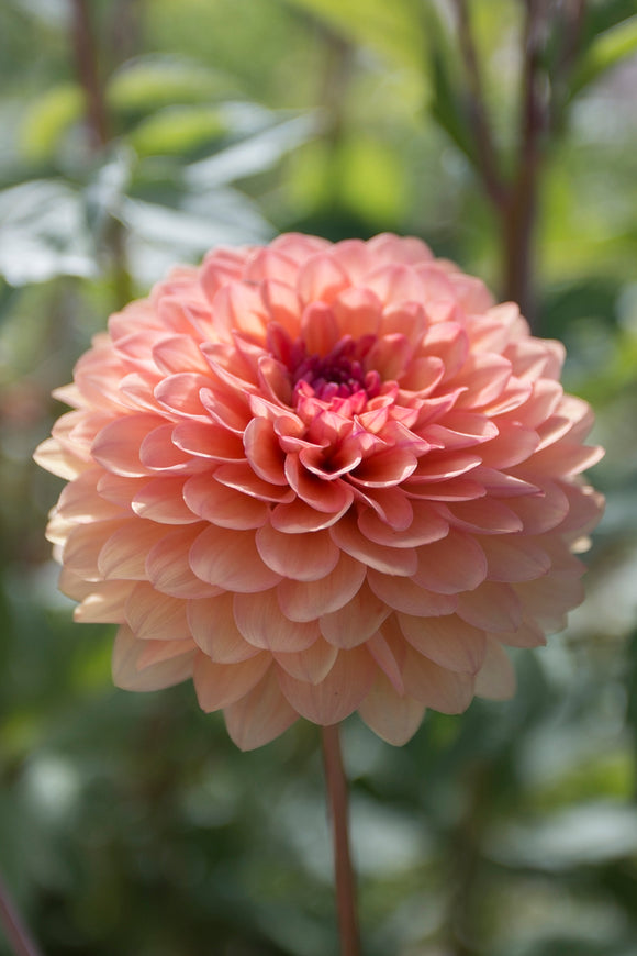 Everbloom Mirabelle