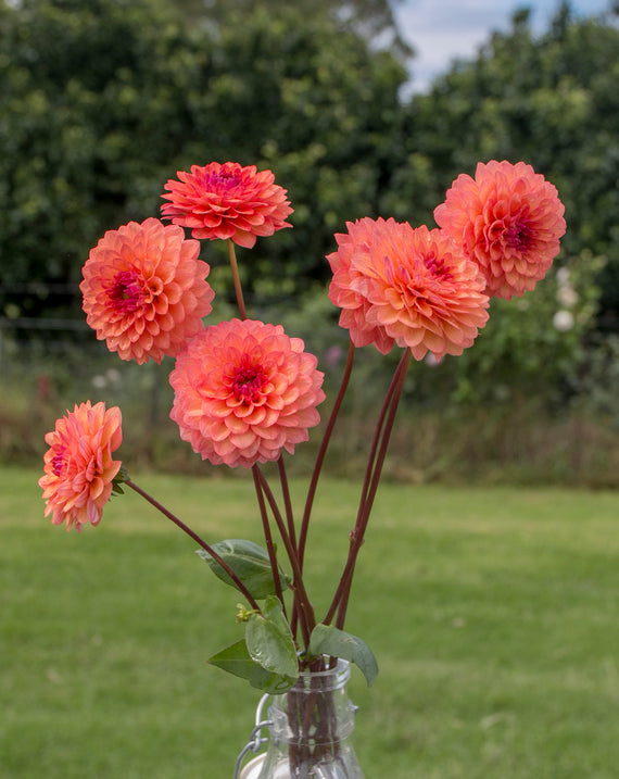 Everbloom Mirabelle
