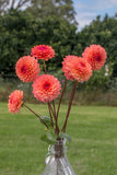 Everbloom Mirabelle