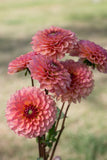 Everbloom Mirabelle