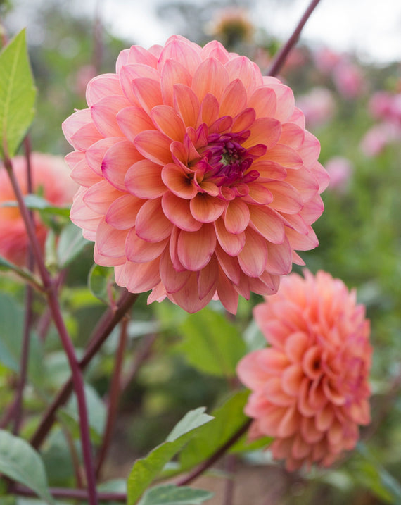 Everbloom Mirabelle