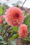 Everbloom Mirabelle