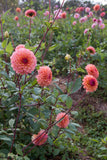 Everbloom Mirabelle