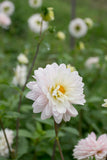 Everbloom Nymphaea